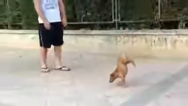 Собака Станиславского Верю!