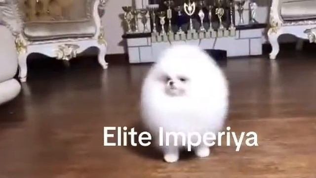 Шикарный мальчик померанского цверг шпица в корейском типе! Www.elitdog.com