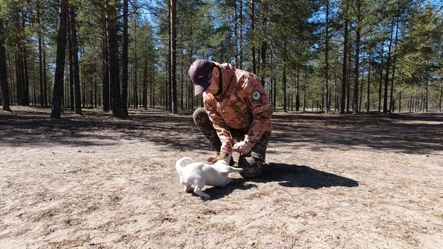Дрессировка щенка Джек Рассела. Общеразвивающие упражнения.
