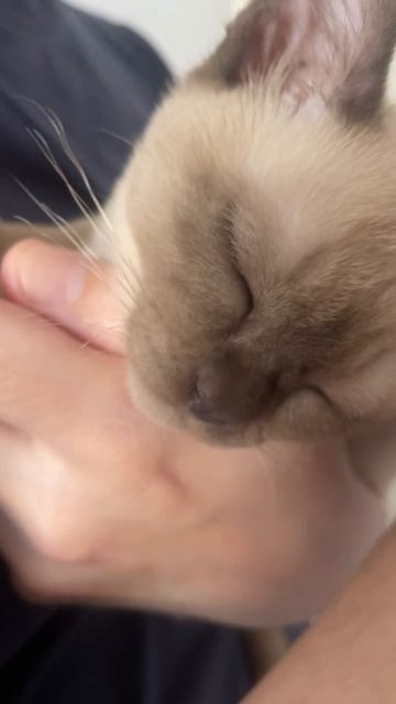 Балдеж мурчит бурма #котенок #бурма #мурчит