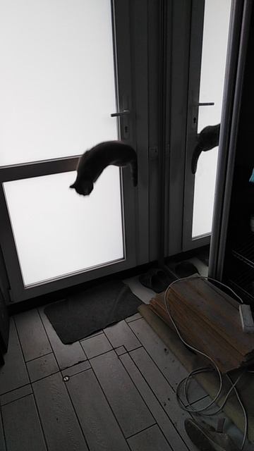 Моя кошка научилась открывать дверь!