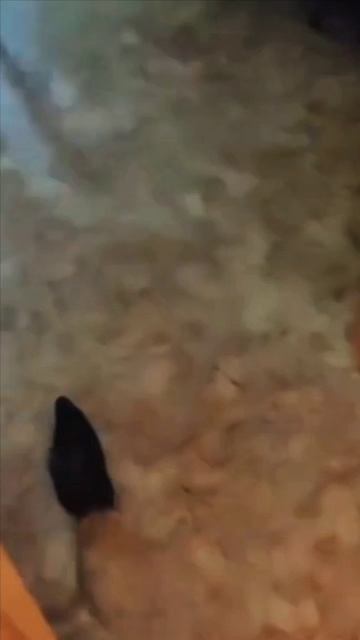 1000082815.mp4