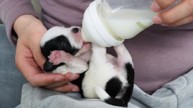 Котёнок и новорождённый щенок (2025 год)