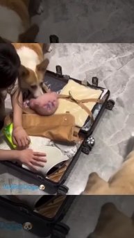 Важные вещи не забудь взять🧸😂 ( видео про собак )