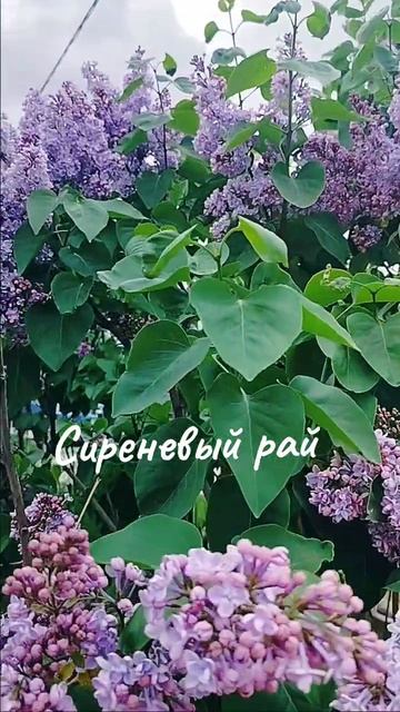 Сиреневый рай