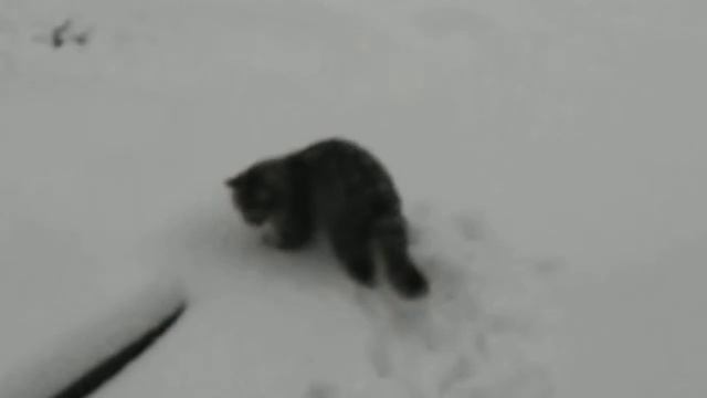 Кот 2 раз в жизни видет снег