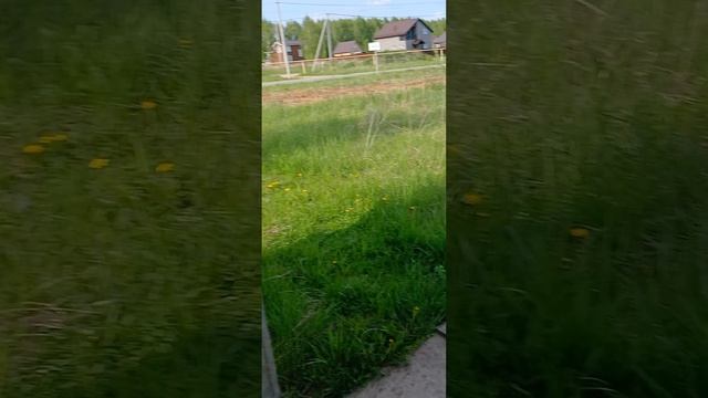 нелегальное видео 2