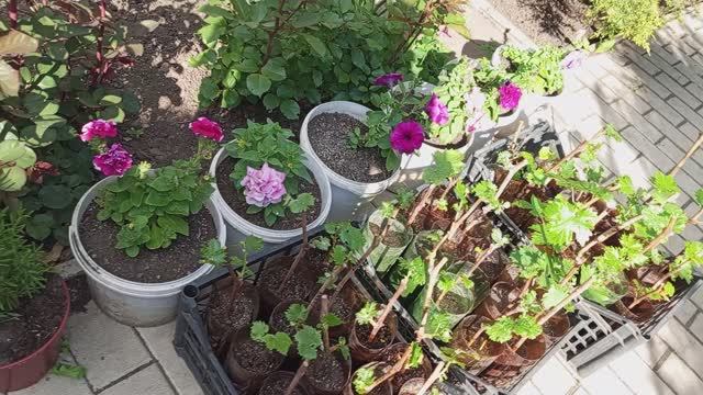 как хорошо пересадить сеянцы и саженцы цветов