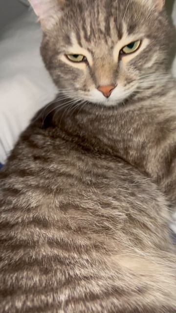 Милый котейка 🐱