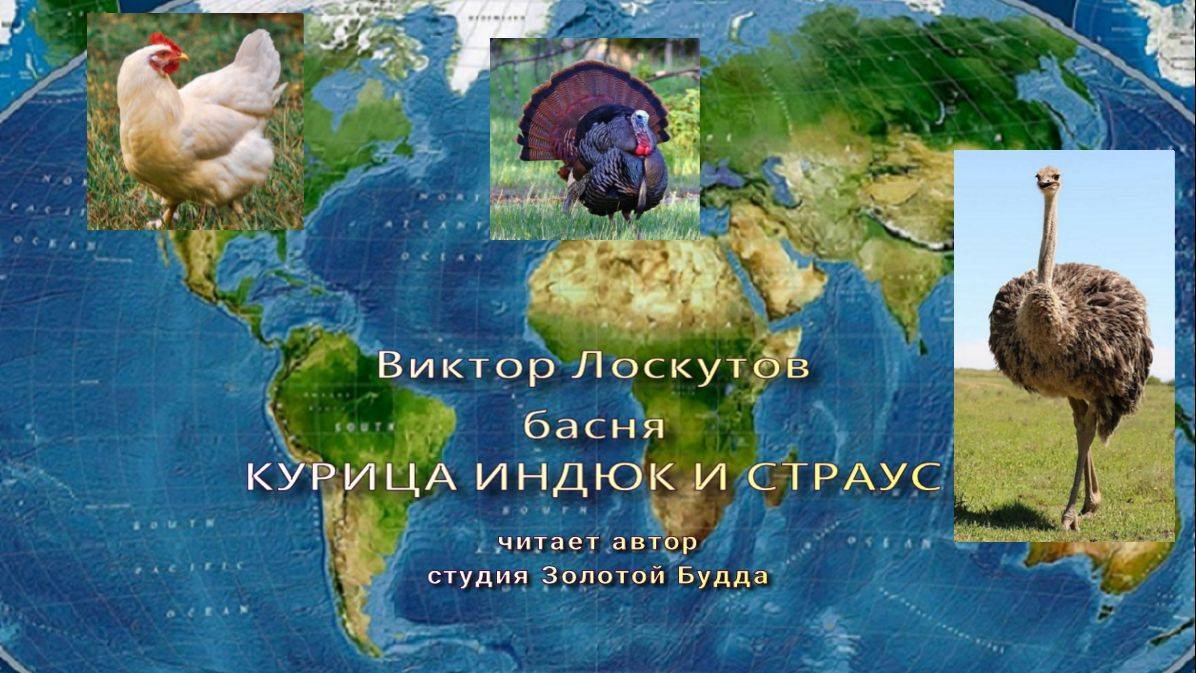 Курица, индюк и страус (басня)