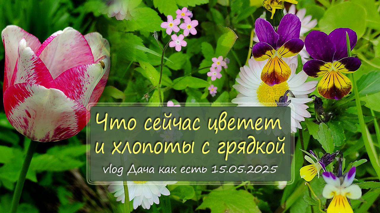 Что сейчас цветет на даче. Новая старая грядка /  vlog Дача как есть 15.05.2025