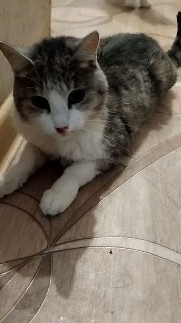 Котику Джерику нездоровиться