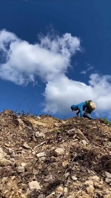 🌳 Один человек — и целый лес