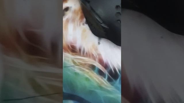отпустим майского жука вечером,имя жужак