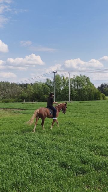 Александр и Каспер, рысь в поле.