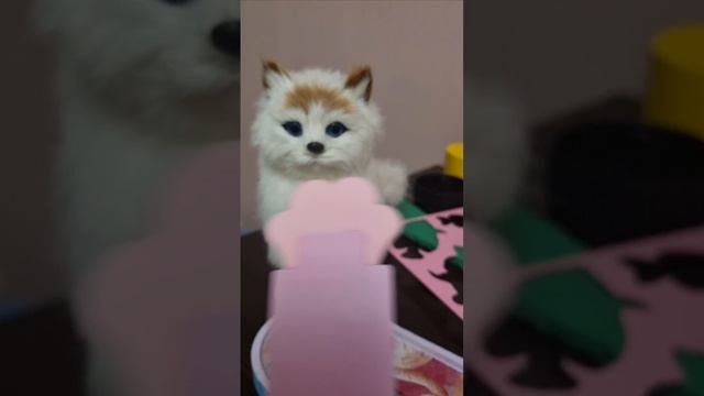 лапа кота