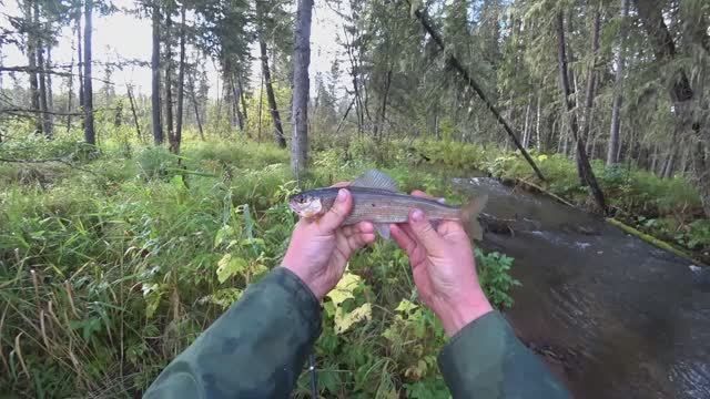 Осенняя рыбалка на хариуса / Хариус Клюёт из ПОД КОРЯГ/ Попал на КЛЁВ ХАРИУСА в ТАЙГЕ!!!