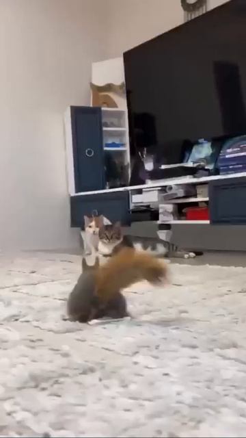 Белка и котейки 🐿️🐈❤️