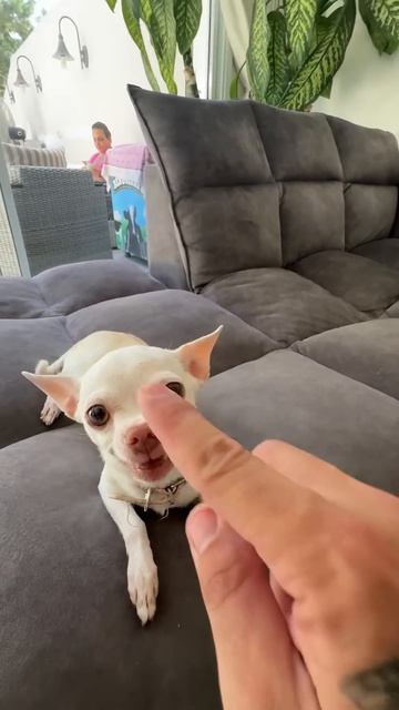 Чихуахуа-терминатор! Гнев размером с ладошку 😈🐶