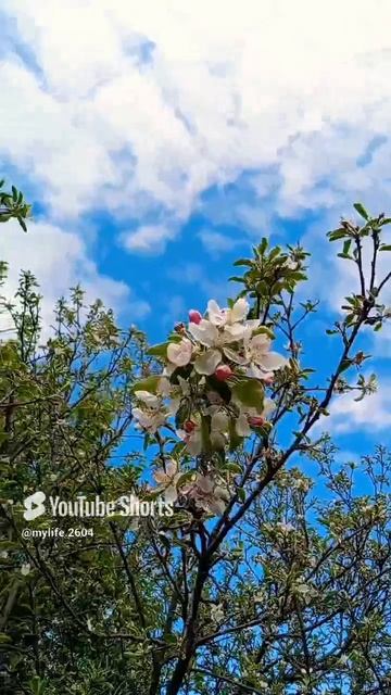 Моя жизнь 16 мая 2025 🩷🩷🩷🩷🩷🩷🩷🩷🩷 #природа #сирень #цветущаяяблоня #яблоня