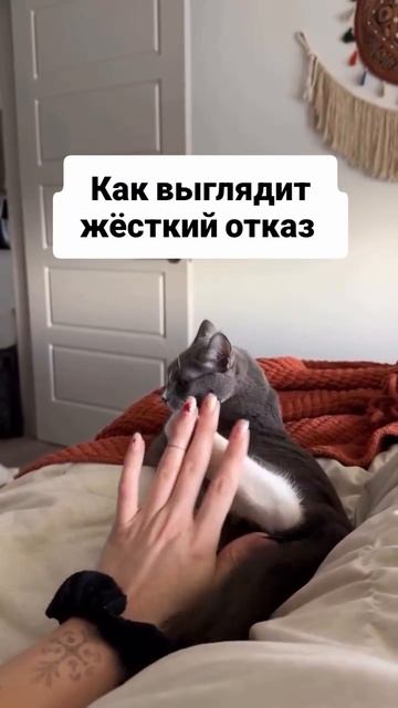 Смотреть можно, трогать нельзя 😹😹