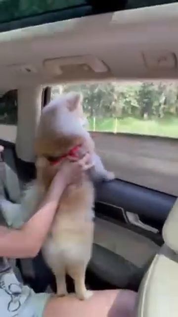Шпиц путешественник! 🚘🦮 #pomeranianspitz #puppy #щенокшпица #померанскийшпиц