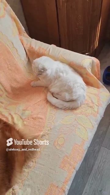 котик не доволен