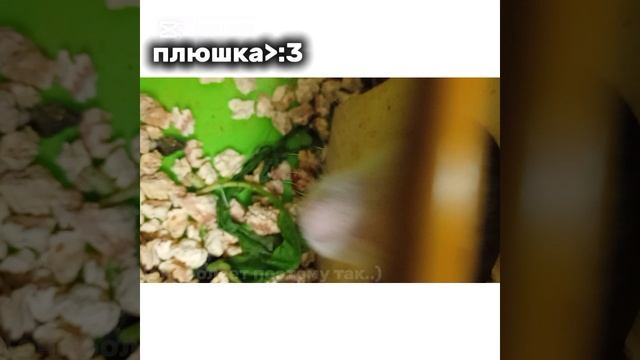 Для дз