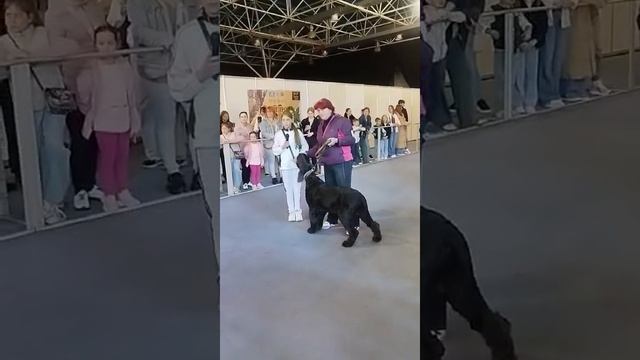 Молдова. 2-х.кр.Чемпион. Черная Жемчужина Карат. Потомок Роман-Кош Графики .10.05.25..6,5 лет