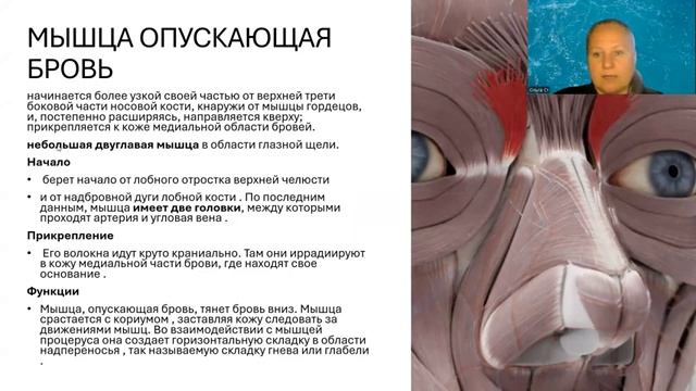 Мышцы гордецов. 7. Мышцы лица.