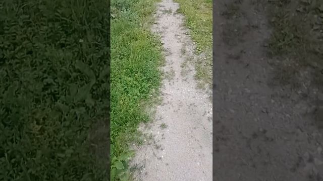 Столбы под ворота и забор из кирпича.