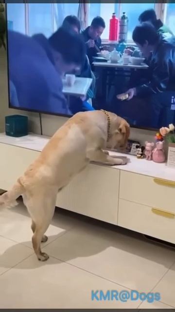 Тешился надеждой отведать бутерброд🥪😂 ( видео про собак )