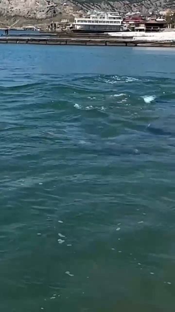 🌊✨ Встреча мечты: Дельфины Сочи покорили мое сердце! ✨🐬

#Дельфины #Сочи #МорскаяСказка
