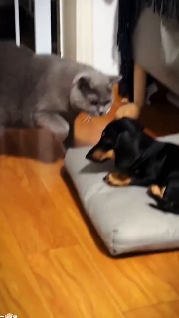 Cat vs. Dog Battle! 🐱💥🐶 Who Wins_
