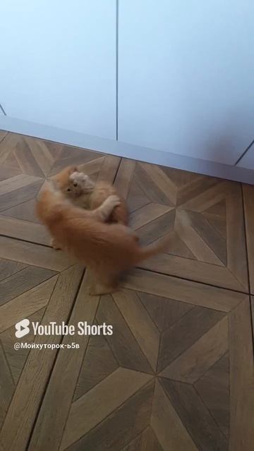 КОМУ В ДЕРЕВНЕ ХОРОШО!!!Shorts