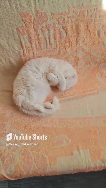 охраняет сон котика красотка хитропопая