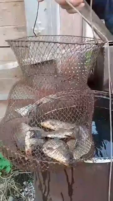 мама/папа/2025