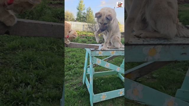 Киноляпы Пикселюши и Бакса 😁🎥🎬😻🌭🐶😁