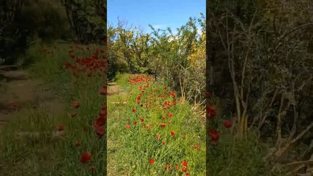 Мтацминда / ყაყაჩოს ფერი