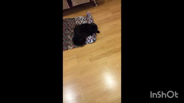 Кошка Глаша играет с ковриком.