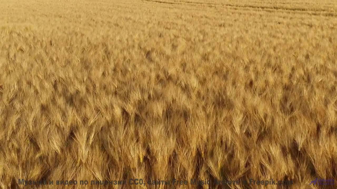 Леса танцуют в такт каждой новой ноте - ComeOver -- Makaih Beats -- Come Over