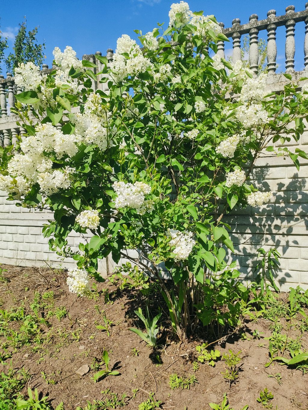 Я на даче