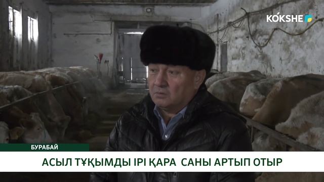 АСЫЛ ТҰҚЫМДЫ ІРІ ҚАРА САНЫ АРТЫП ОТЫР