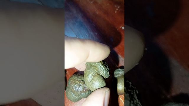 Пиритизированные жёлуди