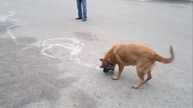 Прикольные кошки