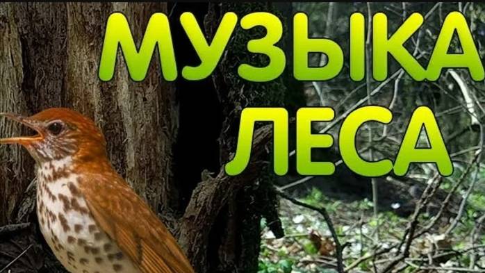 Ежик и пение птиц в лесу!