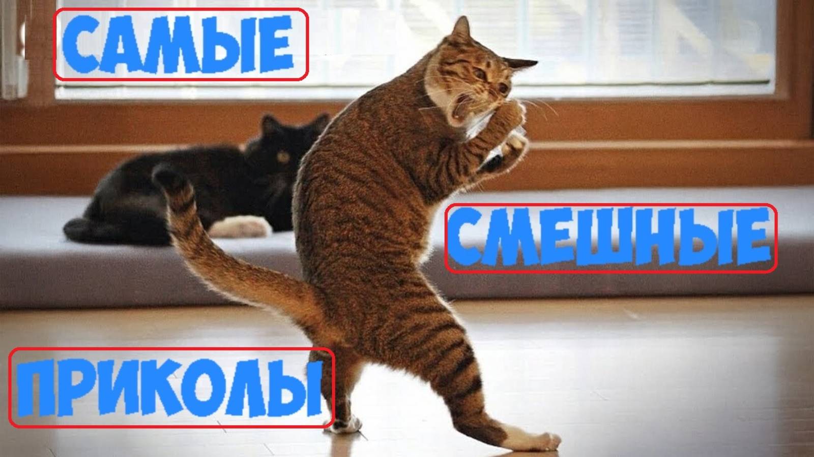 Усатый прикол выпуск 2. Лучшие Приколы с животными. Большой Выпуск.