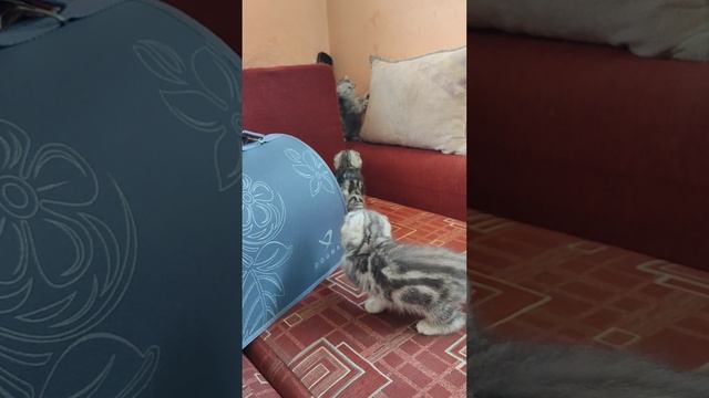 1000083367.mp4
