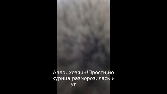 Весна.Коты. Брит.  #shorts