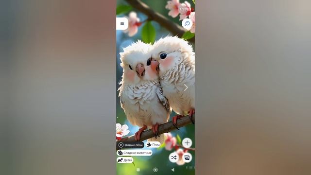 Живые обои птицы